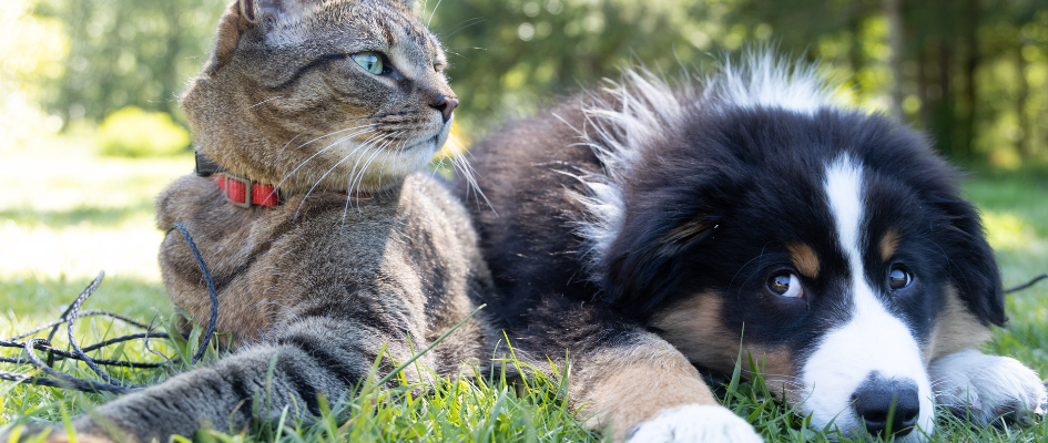 Eco-friendly pets, a cat and a dog