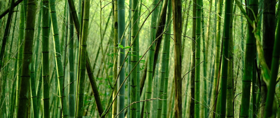 Field of bamboo