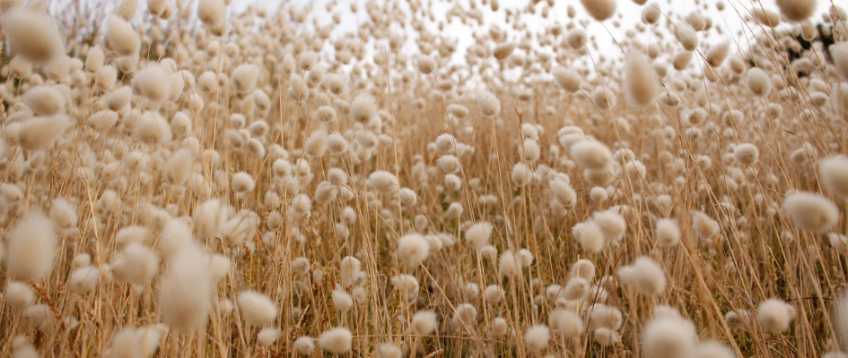 Field of cotton growing