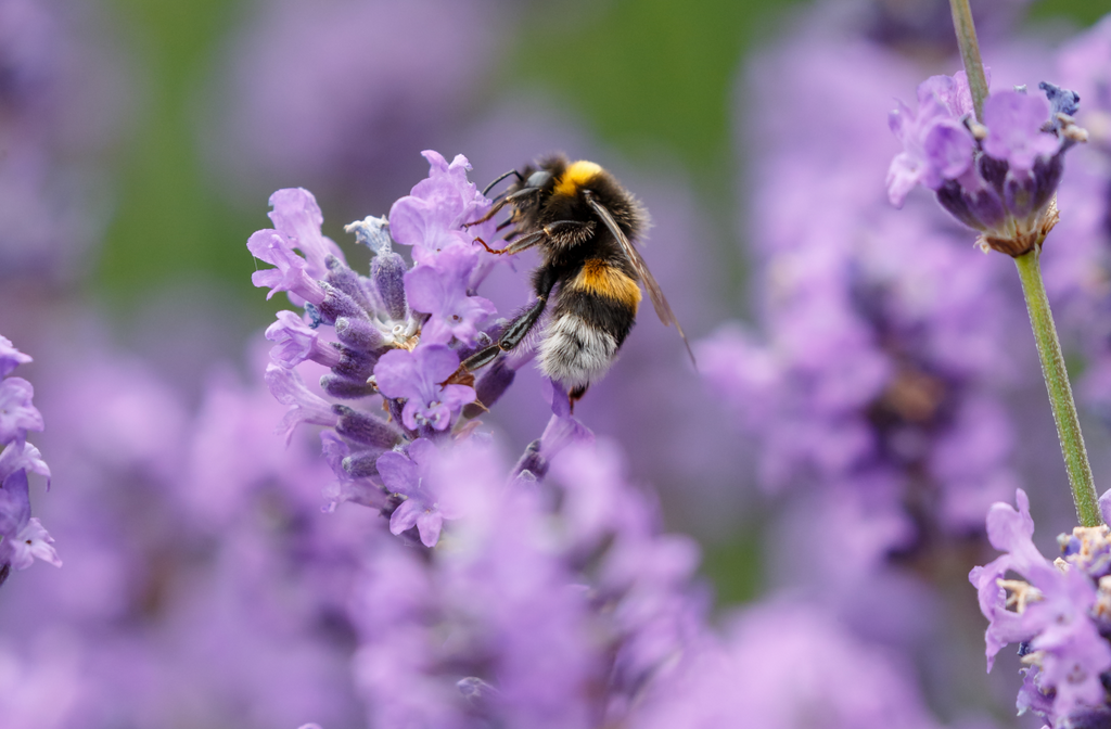 Life Before Plastik - 11 Things You Didn't Know About Bees