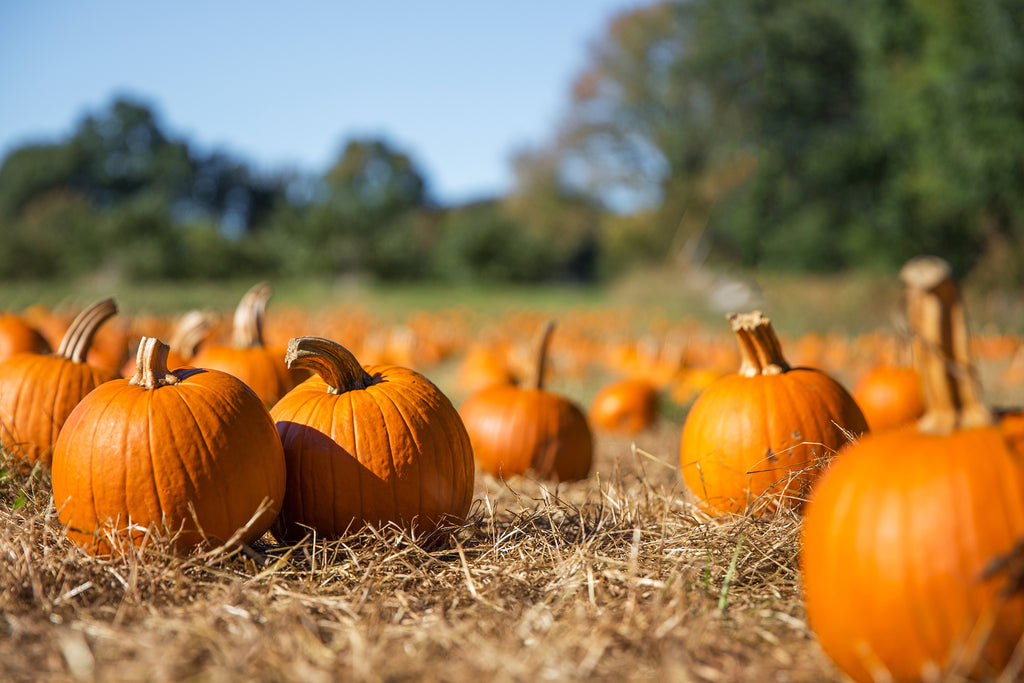 Pumpkin patch