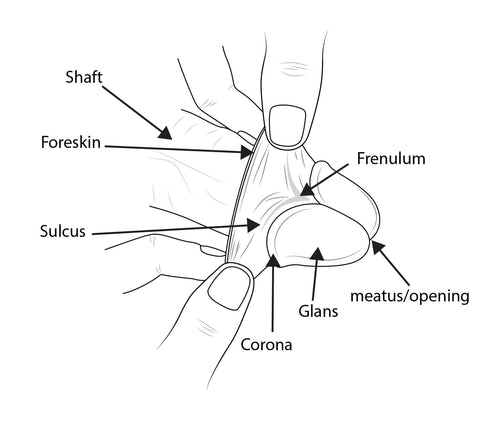 Glans of penis- Phimostretch