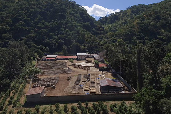 Songwa Coffee Plantation View