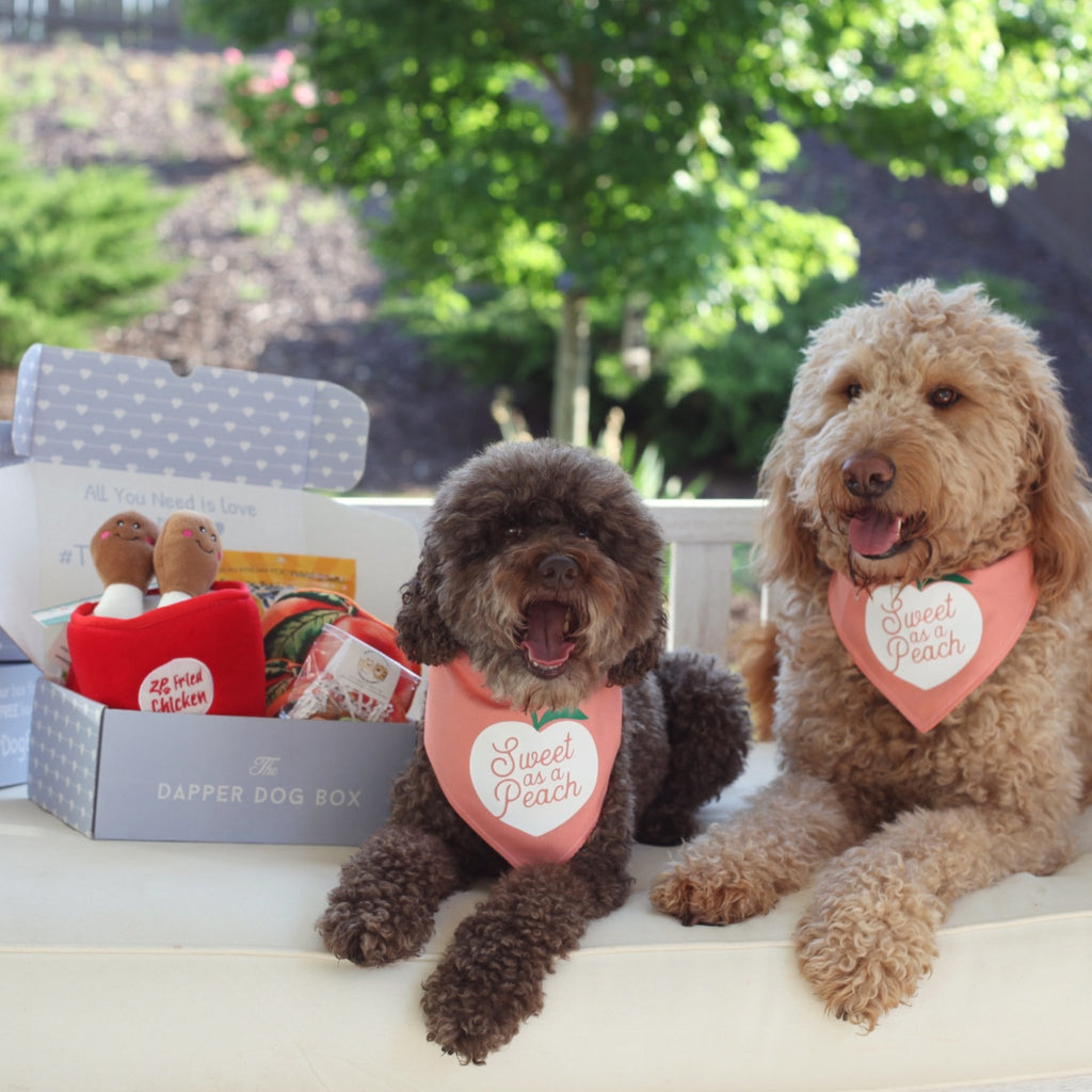 monthly dog treat subscription