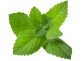 Peppermint Leaf Extract