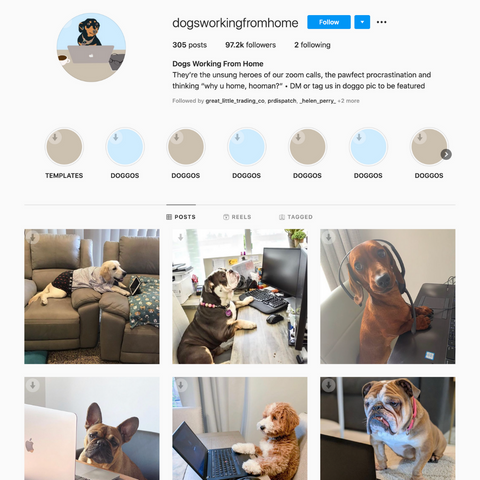 Dogs Working From Home Instagram