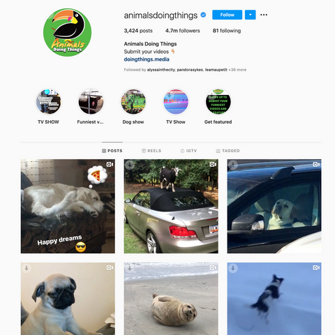 Animals Doing Things Instagram
