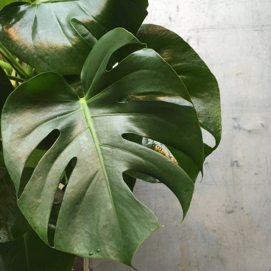 Monstera Splitleaf Spruce Flowers And Events