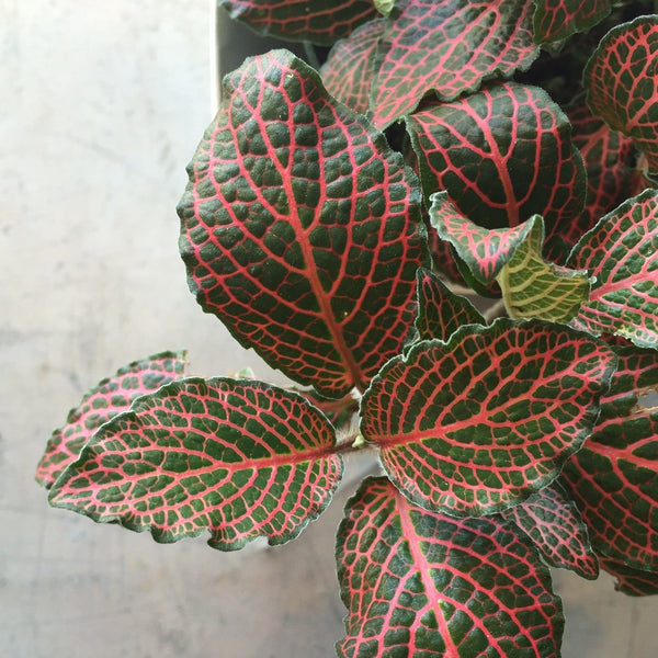 Houseplant - Fittonia Red – Spruce Flowers and Home