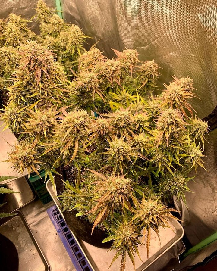 Groplanner Led Grow Lights