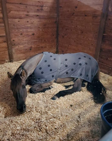 HORSE RESTING IN STALL WITH XLR8 VELOCITY SHEET