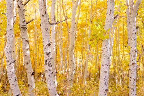 Golden Trees