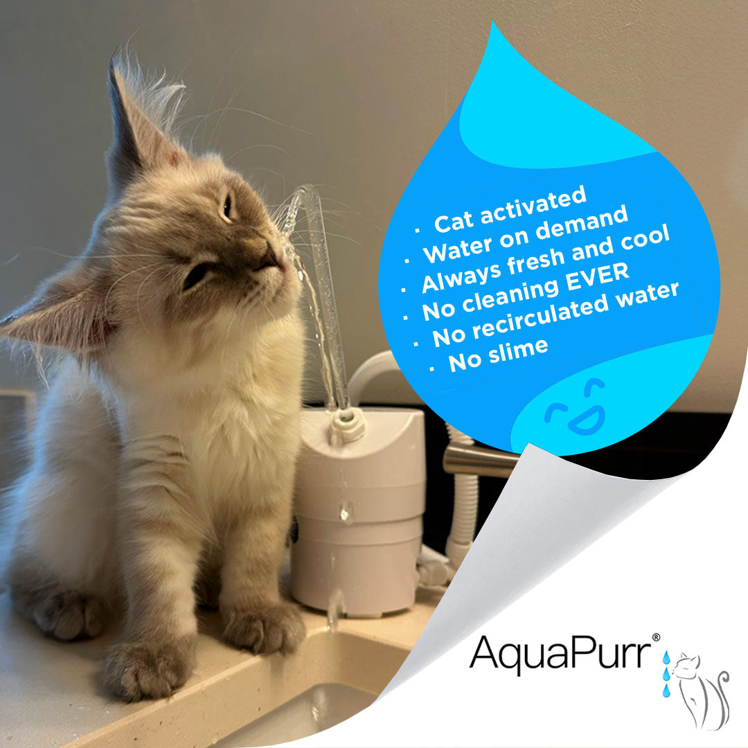 Can You Use Cat Water Fountain Without Filter? Find Out!