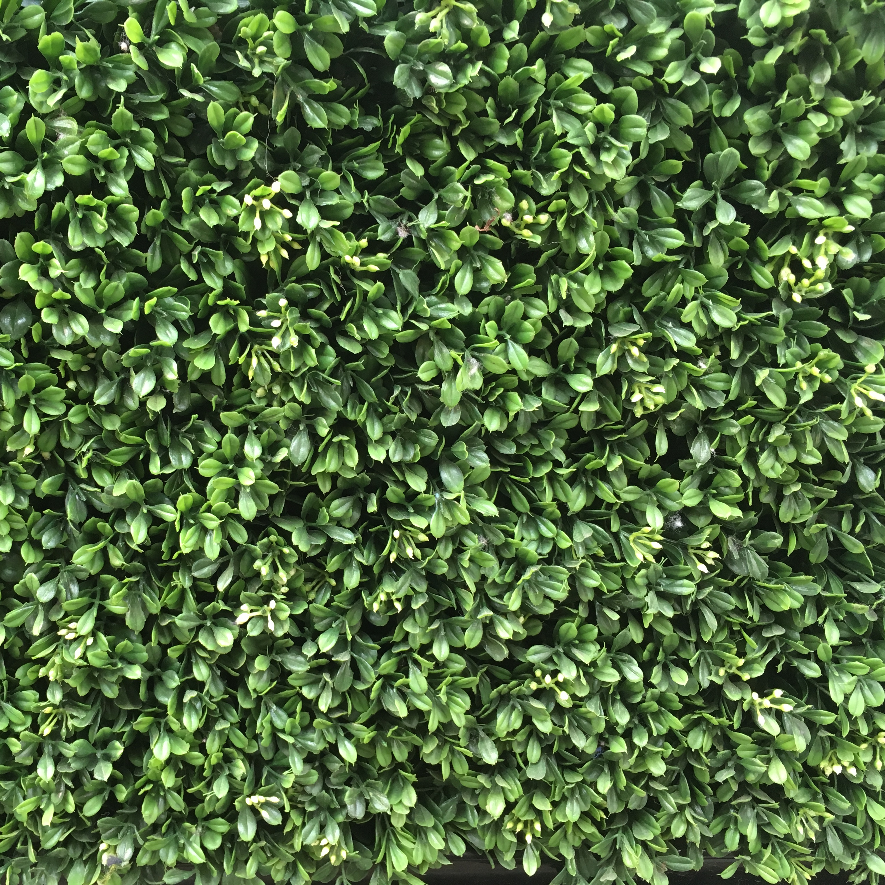 Buy Artificial Boxwood Matting Ascott