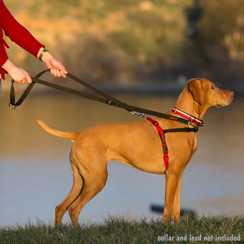 halti dog harness