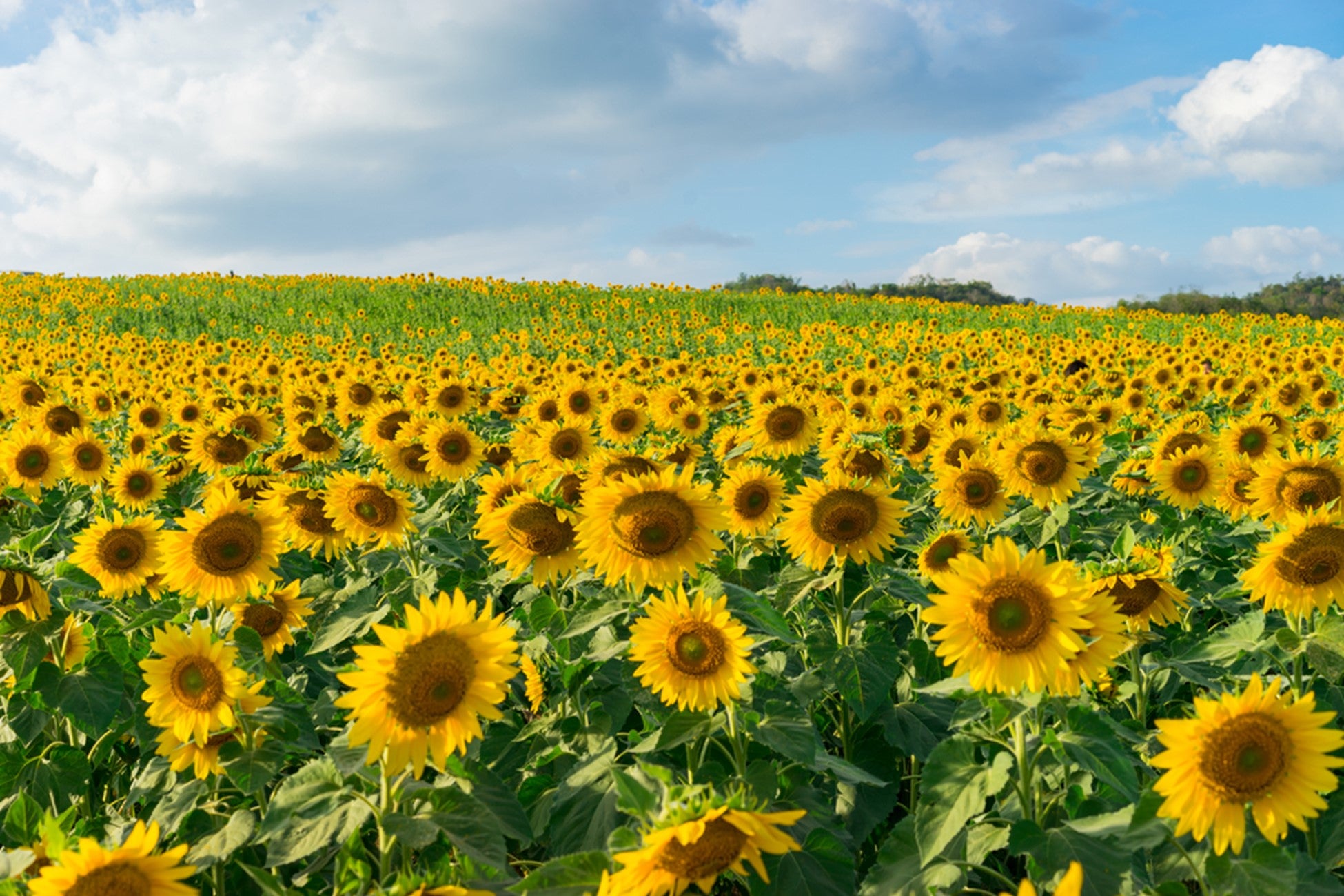 Sunflowers - Smiling Flora