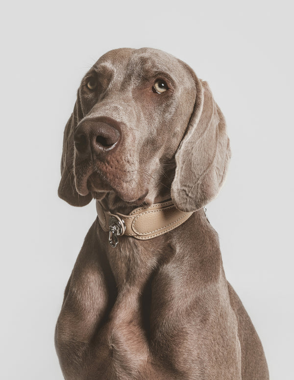 The Belgravia Luxury Dog Harness