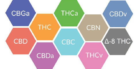 Full spectrum hemp extract or CBD - o2 living blog makers of living health and wellness hemp extract and cbd 