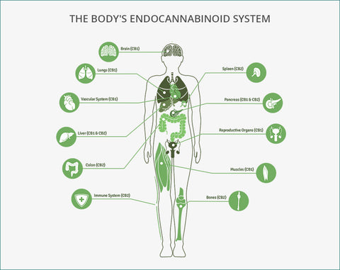 Endocannabinoid system and receptor locations - where hemp extract affects the body 