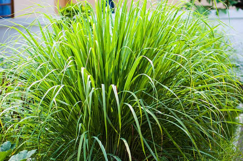 Vetiver Grass -- Chrysopogon zizanioides – Pans Garden Nursery