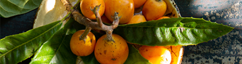 ingredient-loquat leaf.png__PID:dc24a02c-878e-43bc-b8e1-65228538cb6a