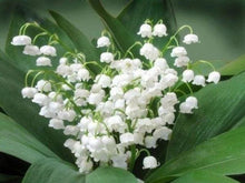 Charger l&#39;image dans la galerie, Broderie Diamant | Broderie Diamant - Bouquet de Muguet | Broderie Fleurs fleurs | FiguredArt