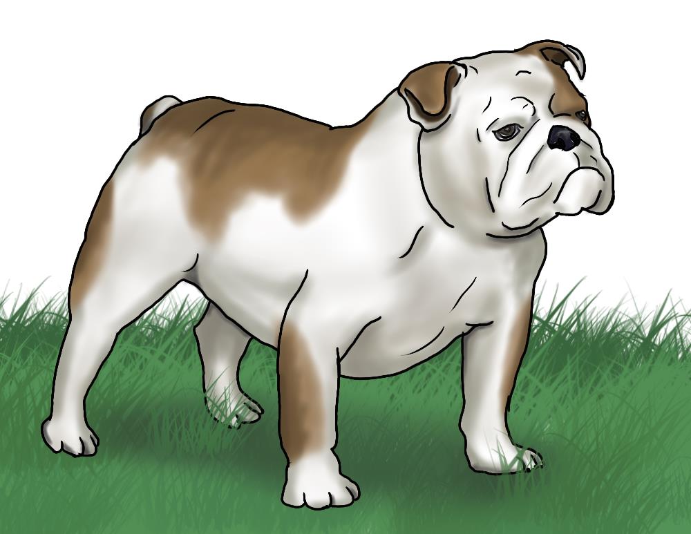 How to Draw a Bulldog | Learn to Draw Books and Supplies