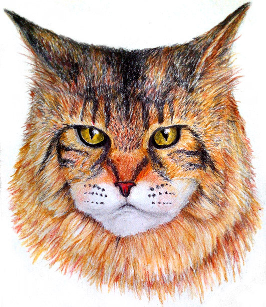 How to Draw a Maine Coon Using Color Pencils – Learn to Draw Books