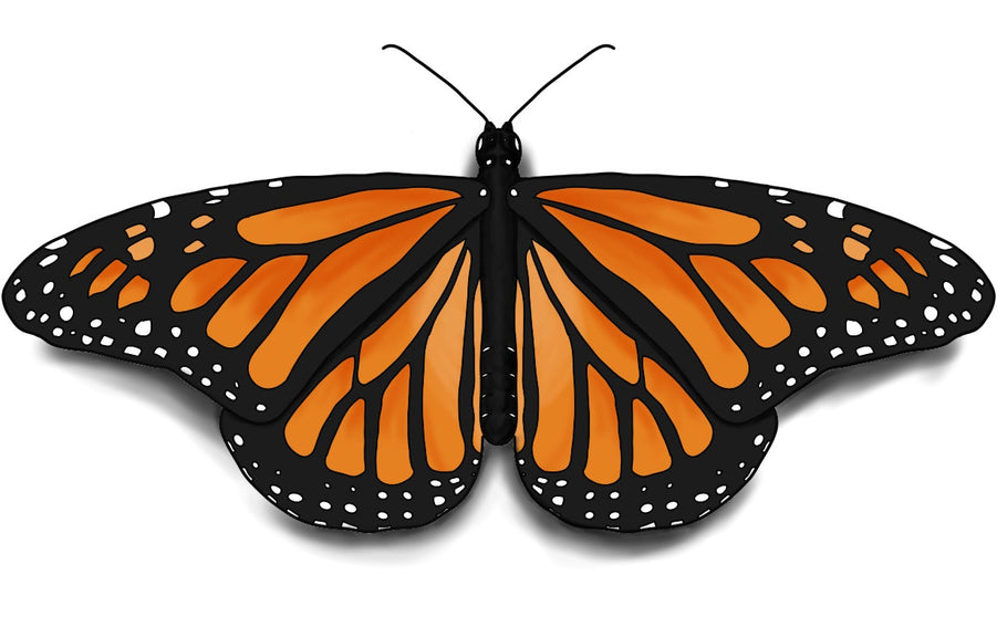 How To Draw A Monarch Butterfly Step By Step Easy