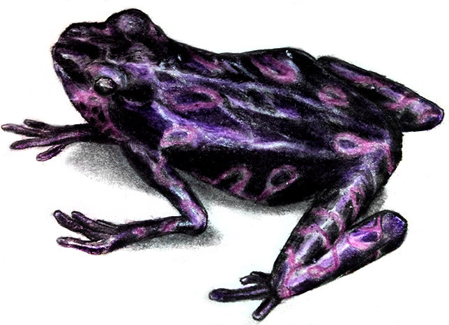 drawing-frogs-volume-2-how-to-draw-frogs-for-the-beginner-learn-to