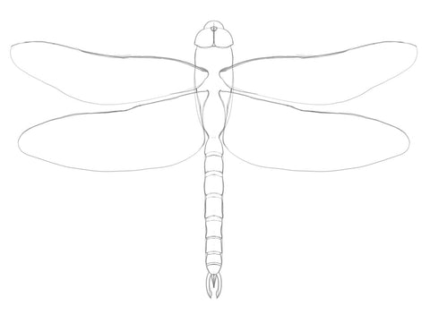 dragonfly wing outline