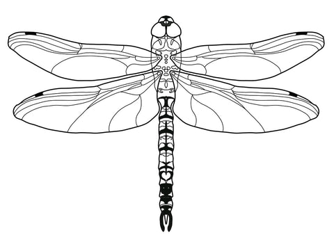 dragonfly wings drawings