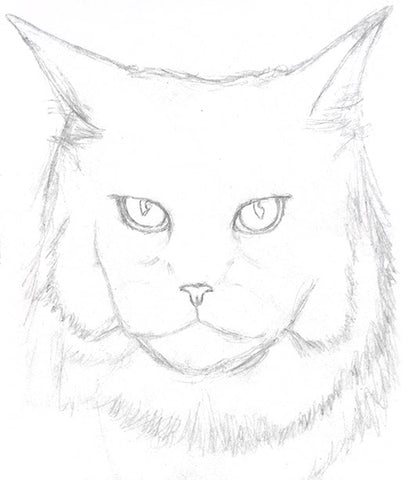 Hand drawn sketch style Maine Coon cat isolated on white background Vector  illustration Stock Vector Image  Art  Alamy