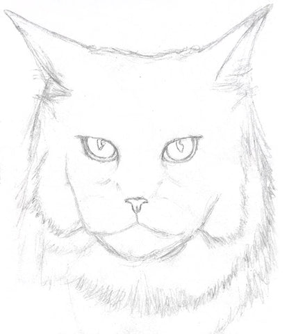 Featured image of post Realistic Maine Coon Cat Coloring Pages / The maine coon, also called american longhair breed penciling and line drawing for your children and for lovers of this cat breed.