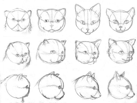 How To Draw Cats With Pencil For The Absolute Beginner Learn To Draw Books