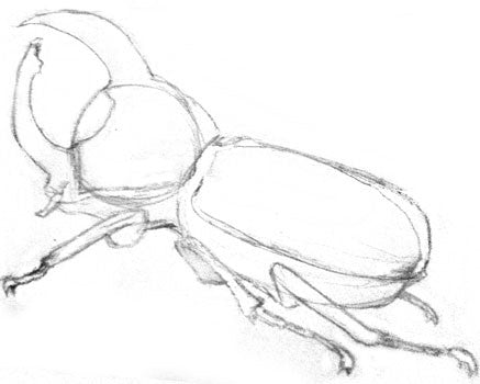 Colorado beetle - insect line sketch. Simple black and white illustration  for tattoo, design etc. Simple drawing. Vector artwork Stock Vector Image &  Art - Alamy