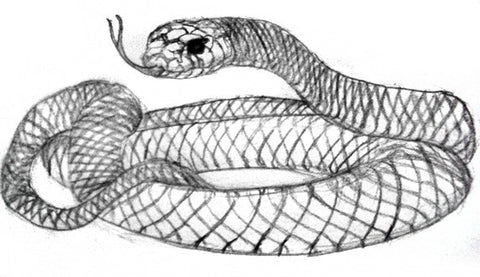 Four 41 North  Japanese snake tattoo Snake illustration Snake tattoo  design