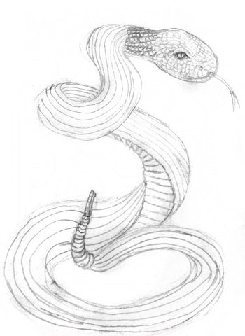 draw a snake body  Clip Art Library