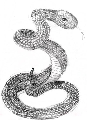 Drawing Snakes - How to Draw Snakes For the Beginner – Learn to Draw Books