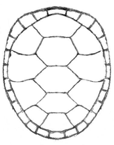 turtle shell drawing