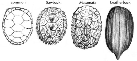 turtle shell drawing