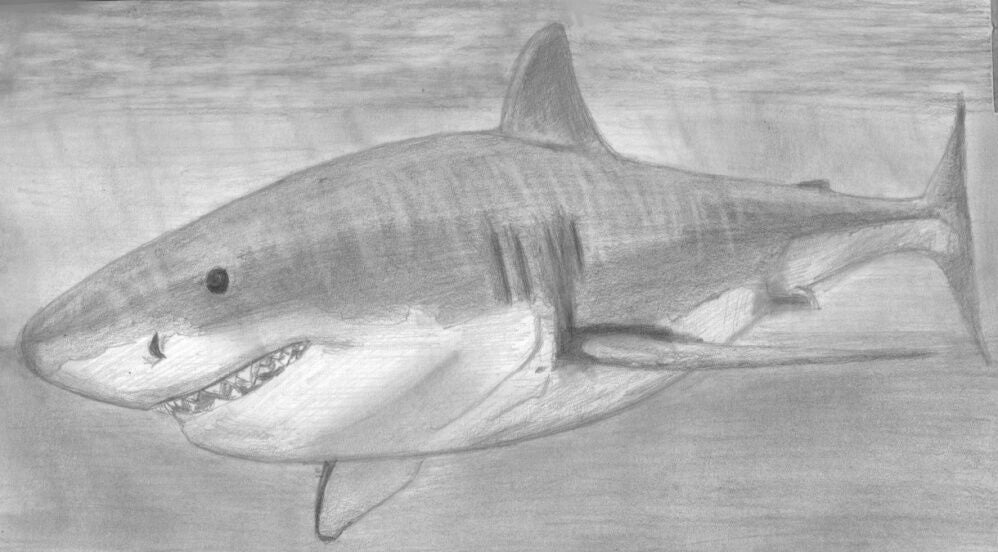 Learn How to Draw Portraits of Ocean And Sea Animals in Pencil For the