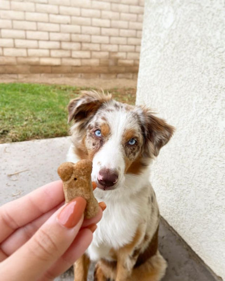 Brutus Bone Broth Biscuit held in front of an Australian Shepherd dog