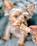 Brutus Bone Broth Biscuit held in front of small brown dog