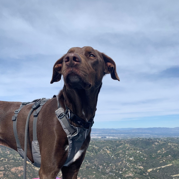 Topanga Lookout