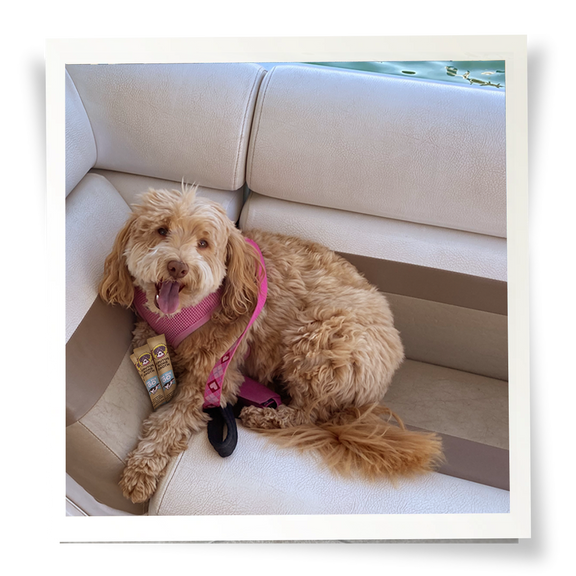 Dog on a boat with Beef Instant Brutus Bone Broth Sticks under its paw