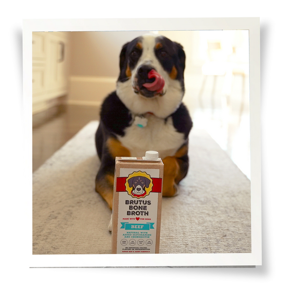 Brutus Bone Broth Beef Flavor Box in front of black, brown, and white dog