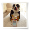 Brutus Bone Broth Beef Flavor Box in front of black, brown, and white dog