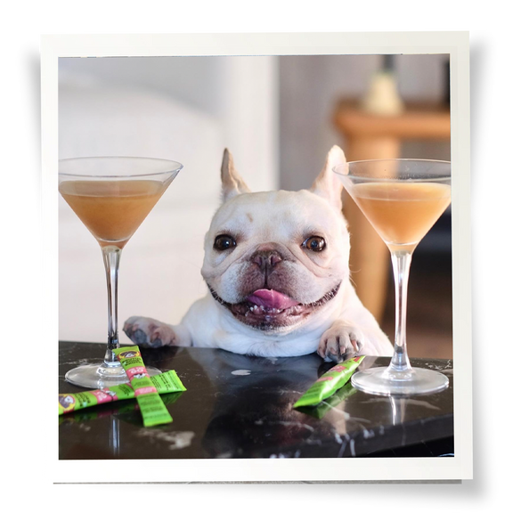 Framed white dog with a martini glass on both sides filled with Vegetable Salmon-Flavored Brutus Un-Bone Broth and 3 sticks on the counter