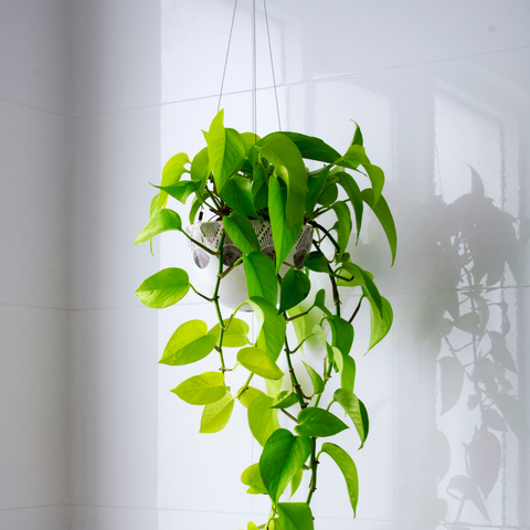 hanging indoor plants at the office 